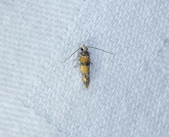 Promalactis lobatifera