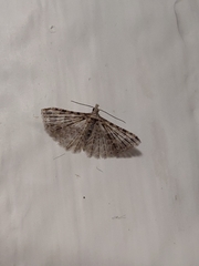Alucita montana