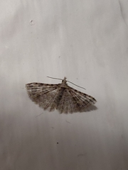 Alucita montana