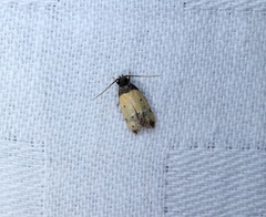 Tyrolimnas anthraconesa