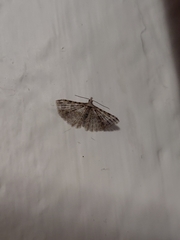 Alucita montana