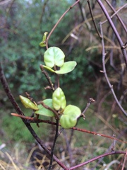 Muehlenbeckia complexa