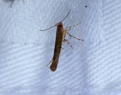 Pyroderces