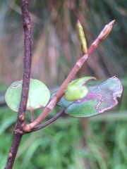 Muehlenbeckia complexa