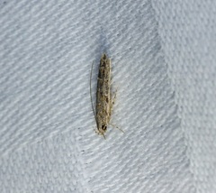 Metharmostis multilineata