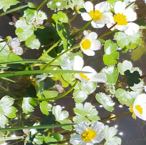 Pond Water-crowfoot