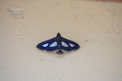 Diaphania praxialis
