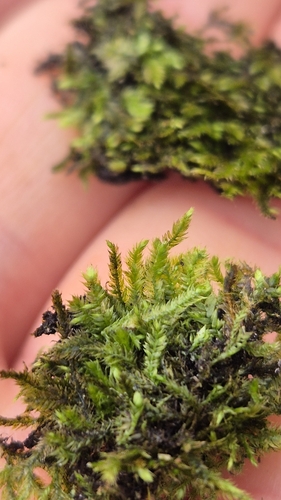 Taxiphyllum wissgrillii, 2025-04-26