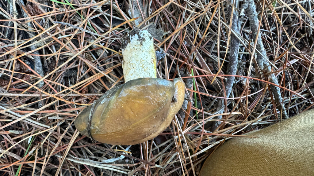 Suillus pungens · April 2025 · photo: © frankashwood (iNaturalist, cc-by)