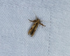 Stathmopoda stimulata