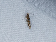 Pyroderces