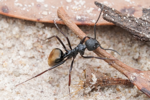 Dolichoderus etusDolichoderus etus