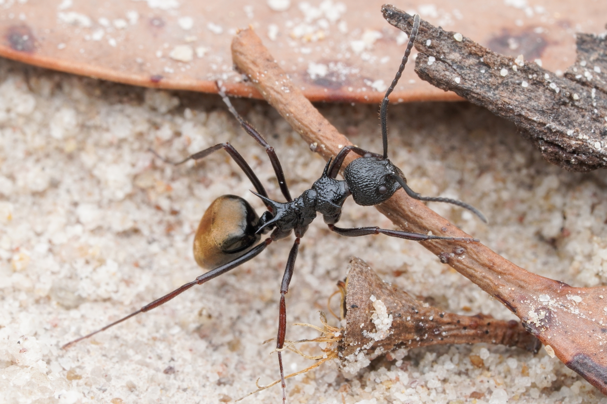 Dolichoderus etus