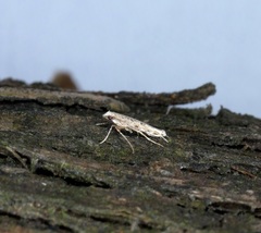 Stomphastis polygoni