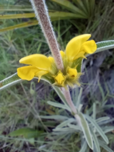 Avistamiento Phlomis lychnitis