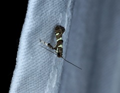 Calybites phasianipennella