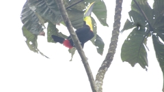 Ramphastos brevis