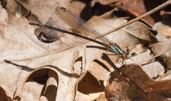Argia nahuana