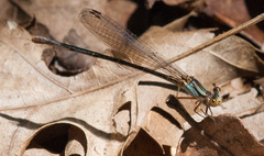 Argia nahuana
