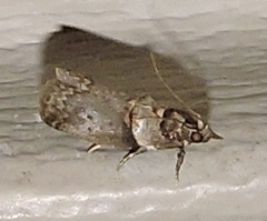 Acrobasis angusella