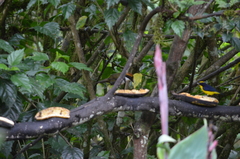 Arremon brunneinucha