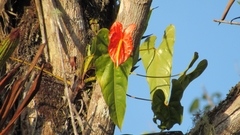 Anthurium andraeanum