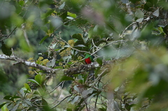 Pharomachrus antisianus