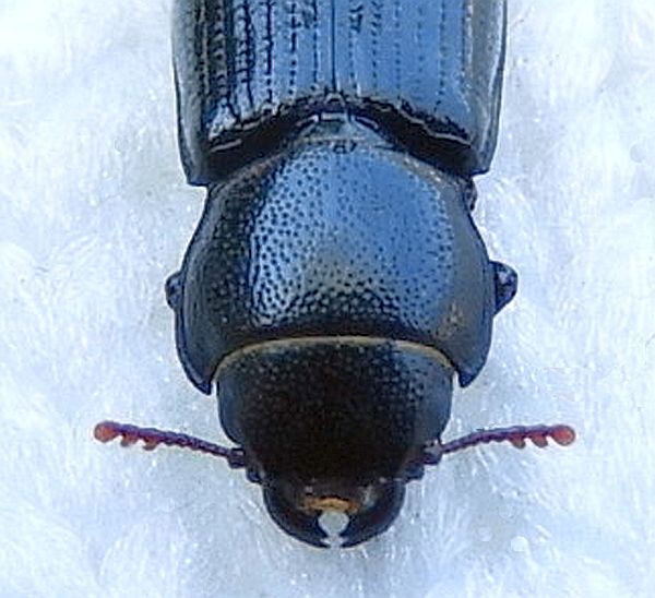 Twisted Bark-gnawing Beetle