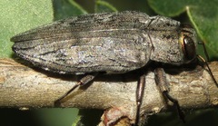Chrysobothris femorata
