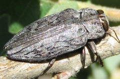Chrysobothris femorata