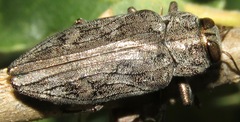 Chrysobothris femorata