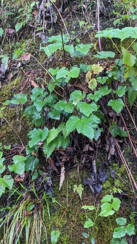 Astilbe longicarpa (Astilbe longicarpa)