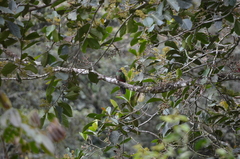 Pharomachrus antisianus