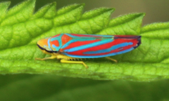 Graphocephala