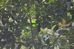 Pharomachrus antisianus