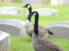 Branta canadensis