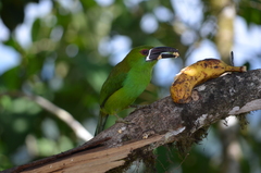 Crimson-Rumped Toucanet photo 3