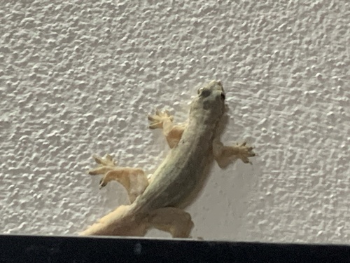 Flat-tailed House Gecko