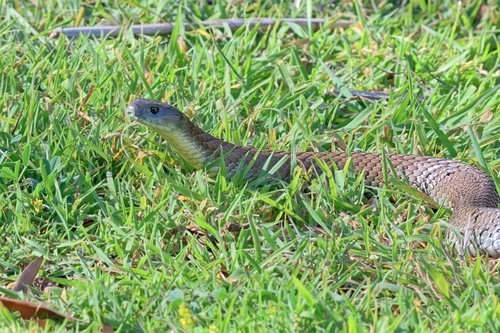 Tiger Snake sighting