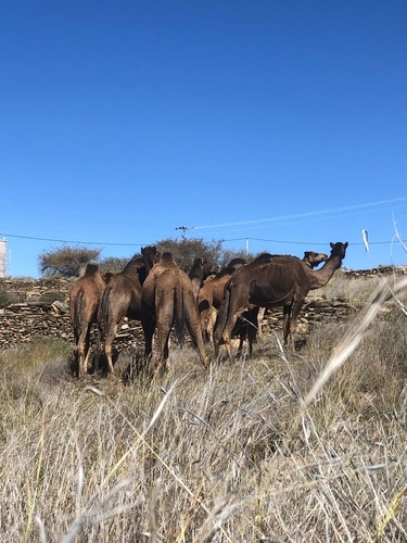 Dromedary Camel