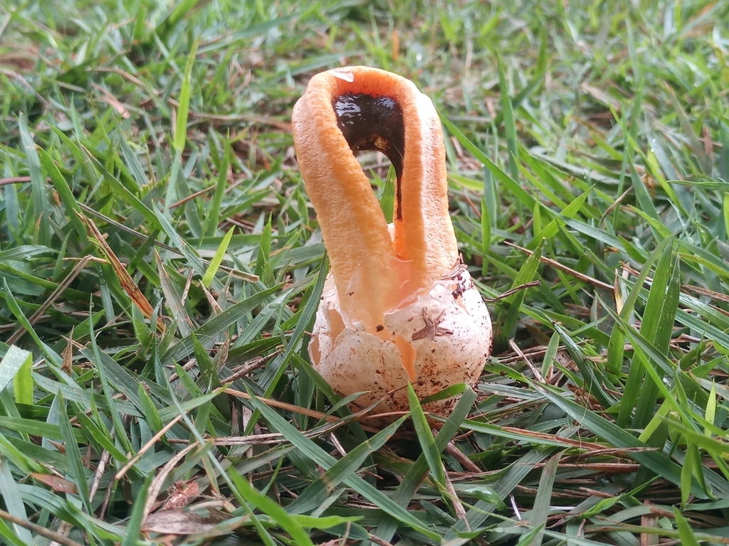 Clathrus columnatus · April 2025 · photo: © ronyristow (iNaturalist, cc-by)