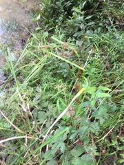 Rhynchospora glomerata glomerata