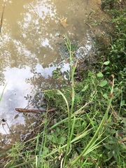 Rhynchospora glomerata glomerata