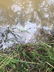 Rhynchospora glomerata glomerata