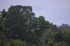 Cyanocorax violaceus