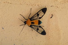 Mesothen dorsimacula