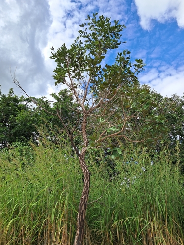 Mobola Plum
