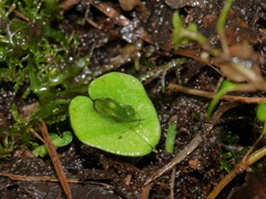 Corybas dienemus