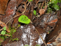 Corybas dienemus