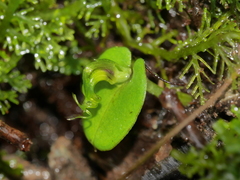 Corybas dienemus
